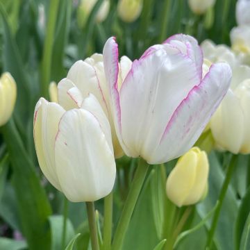 Tulipe pluriflore Candy Club