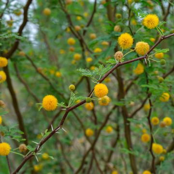 Acacia baileyana - Mimosa de Bailey 
