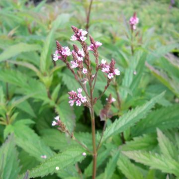 Verbena hastata Rosea - Verveine hastée rose