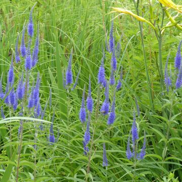 Graines de Véronique à longue feuilles - Veronica longifolia