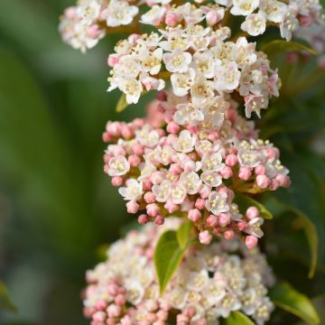 Viorne, Laurier Tin - Viburnum tinus Eve Price