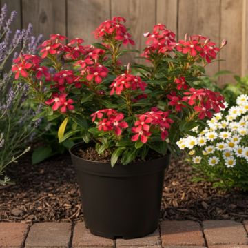 Pervenche de Madagascar Titan F1 White - Catharanthus roseus