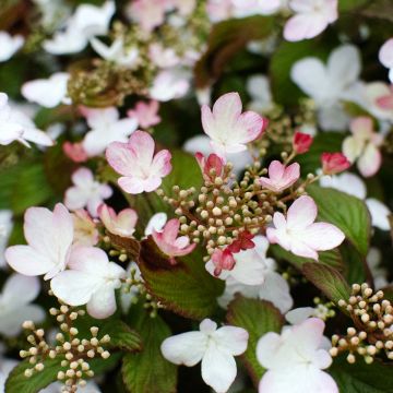 Viorne, Viburnum Plicatum Pink Beauty