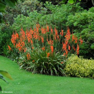 Watsonia pyramidata Peach Glow - Watsonie