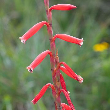 Watsonia aletroides - Watsonie faux-Alétris