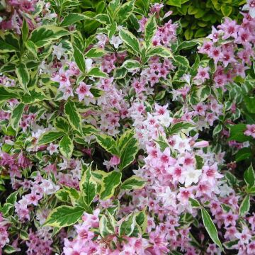 Weigela florida Magical Rainbow