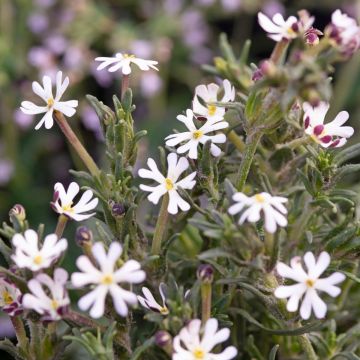 Zaluzianskya Capensis 