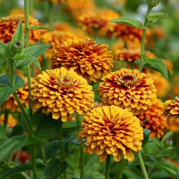 Graines de Zinnia elegans Macarenia
