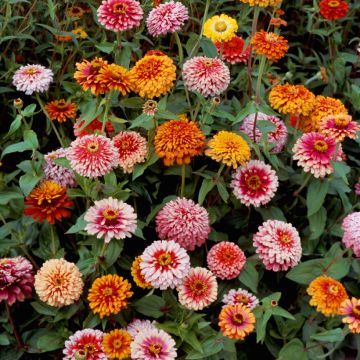 Zinnia Elegans Whirlygig Mixed 
