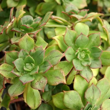 Echeveria ou Aeonium haworthii