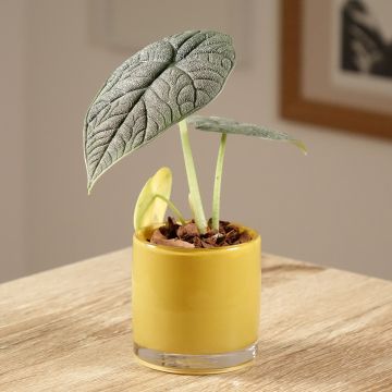 Alocasia Mayan mask - Oreille d'éléphant 