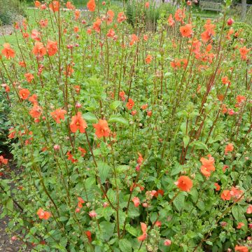 Alonsoa Meridionalis orange