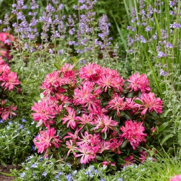 Azalée du Japon Pink Star