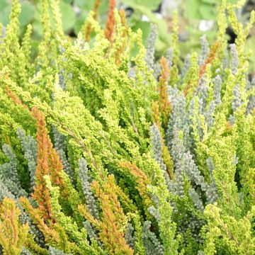 Bruyère d'été - Calluna Garden Girls® Gina