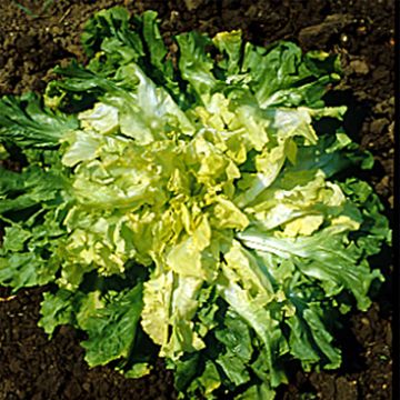 Chicorée scarole Géante Maraîchère Margot NT - Ferme de Ste Marthe