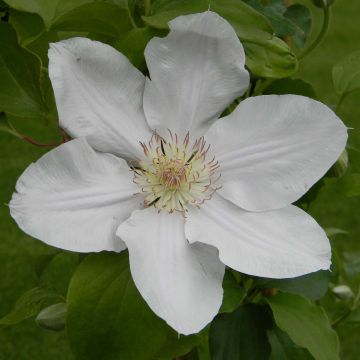 Clématite - Clematis Chantilly