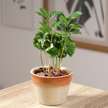 Pistacia lentiscus - Lentisque pistachier