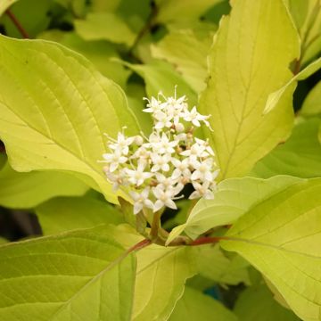 Cornouiller blanc - Cornus alba Aurea