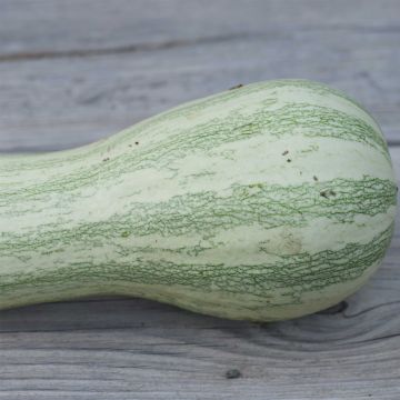 Courge Striped Cushaw Bio - Ferme de Sainte Marthe 