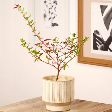 Cuphea Twinkle Pink - Plante cigarette