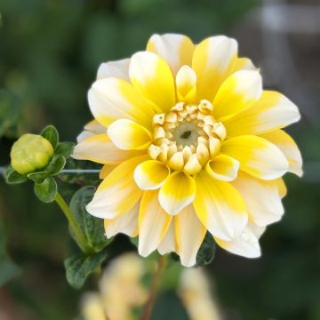 Dahlia décoratif Lemon Cane