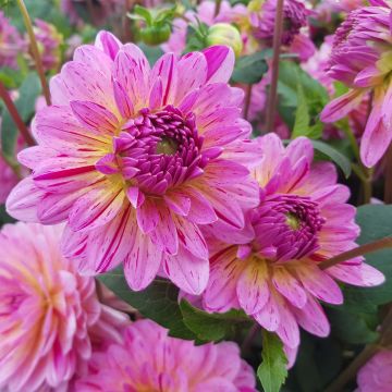 Dahlia décoratif Tropical