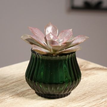 Echeveria Nina