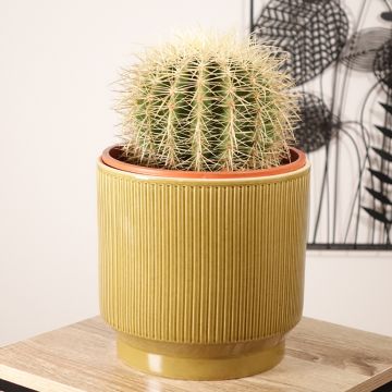 Echinocactus grusonii var. albispinus - Coussin de Belle-mère