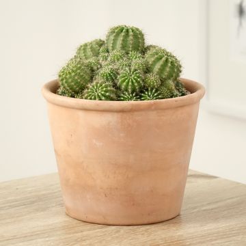 Echinopsis multiplex - Boule de Moïse