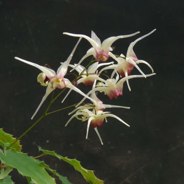 Fleur des Elfes - Epimedium Domino