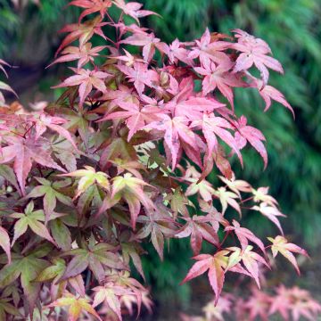 Erable du Japon - Acer palmatum Deshojo