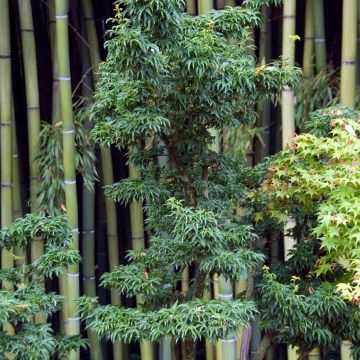 Erable du Japon - Acer palmatum Shishigashira