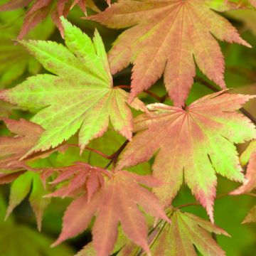 Erable du Japon - Acer shirasawanum Autumn moon