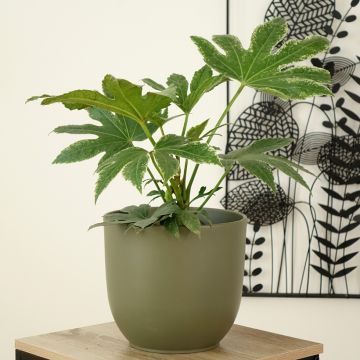 Fatsia japonica Spider's Web - Faux-aralia panaché