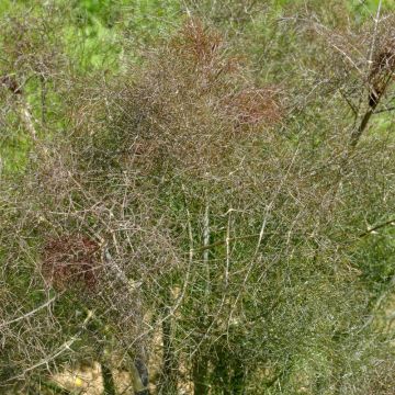 Fenouil, Foeniculum vulgare Giant Bronze