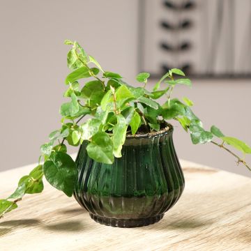 Ficus pumila Arina - Ficus nain rampant