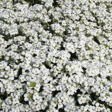 Graines d'Arabis caucasica Snowball