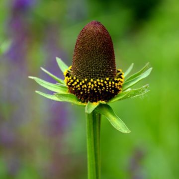 Rudbeckia Occidentalis Green Wizard 