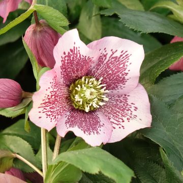 Hellébore ViV® Celestina - Helleborus orientalis