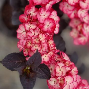 Hortensia - Hydrangea macrophylla x serrata Black Velvet Darbi