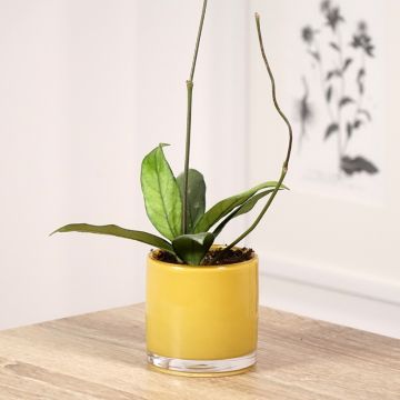 Hoya crassipetiolata - Fleur de porcelaine