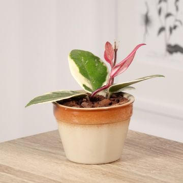 Hoya Flamingo Dream - Fleur de porcelaine