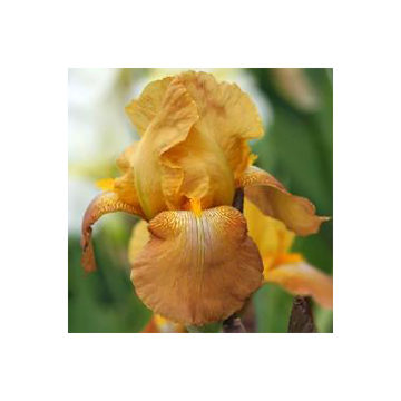 Iris germanica Casque d'Or - Iris des Jardins