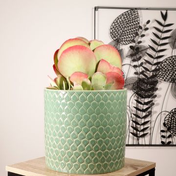 Kalanchoe thyrsiflora - Kalanchoé à thyrses