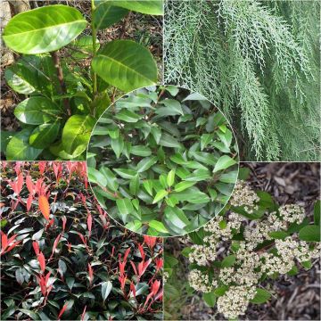 Kit haie persistante variée éco