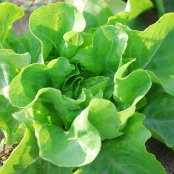 Laitue La Première Bio - Ferme de Sainte Marthe