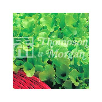 Laitue à couper Riccia Verde da Taglio