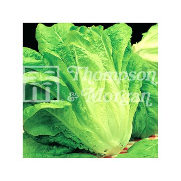 Laitue Romaine Bionda Lenta a Montare