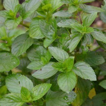 Menthe Goût d'Orange - Mentha citrata Goût d'Orange 