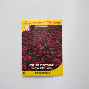 Graines d'Oeillet Demoiselle Rose